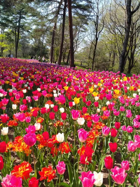 コクエイムサシキュウリョウシンリンコウエン