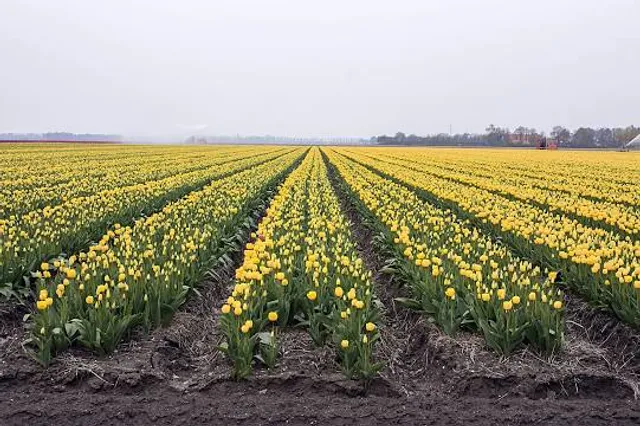 This is Holland