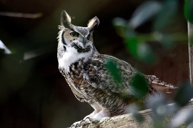 Suffolk Owl Sanctuary