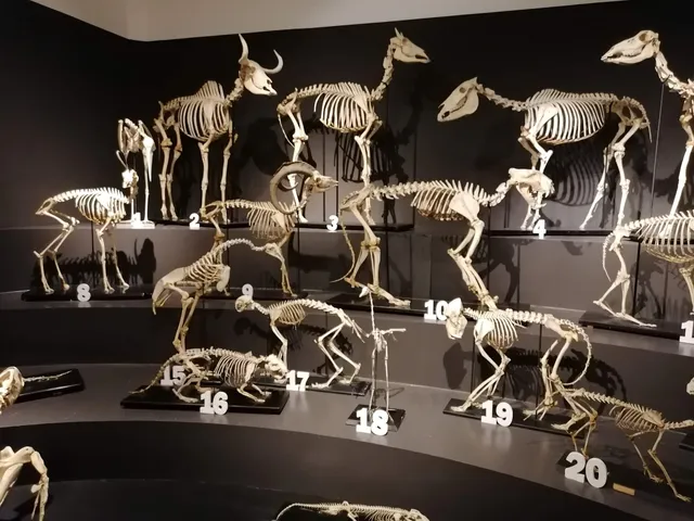 Civic Museum of Natural History