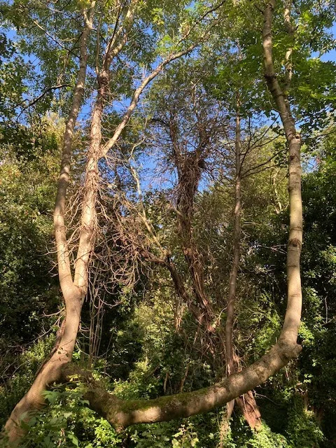 Devonshire Road Nature Reserve