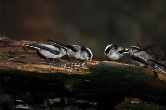 Oasi Lipu Cesano Maderno