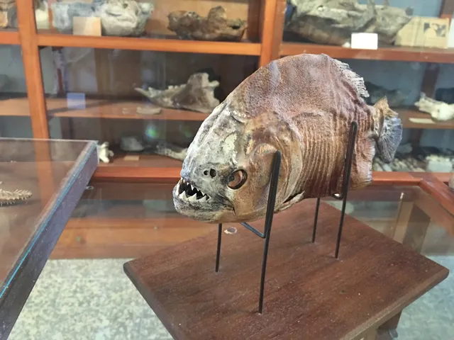 Espacio Paleontológico - Museo de Colonia