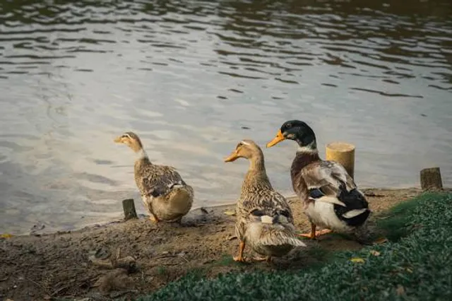 Bukit Jelutong Eco Community Park
