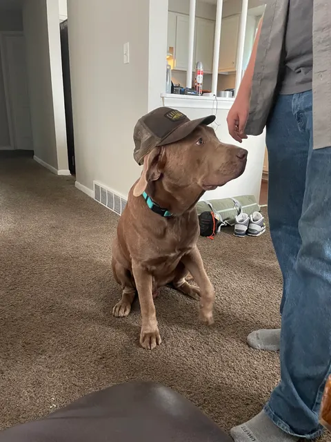 Friends of Detroit Animal Care & Control