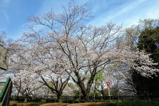 Sakura Sports Park