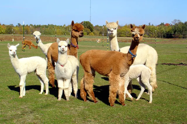 London Dairy Alpacas