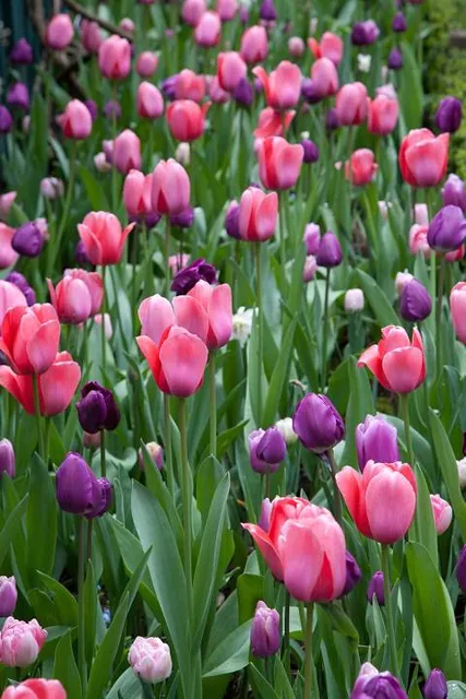 Elizabeth F. Gamble Garden