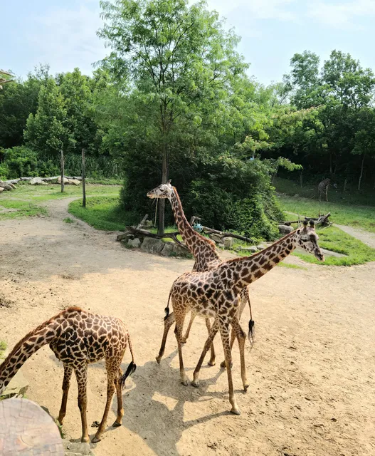 Giraffe Ridge