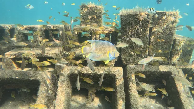 Phil Foster Snorkel Trail