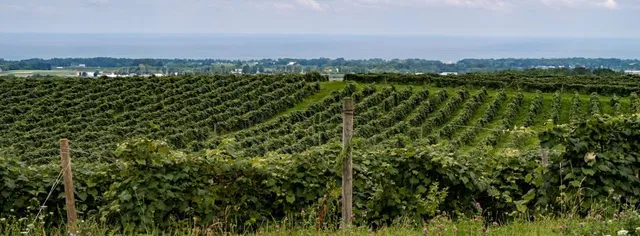 Rolling Grape Vineyard & Restaurant