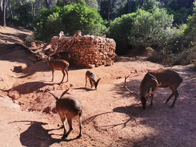 Parque Cinegético Collado del Almendral
