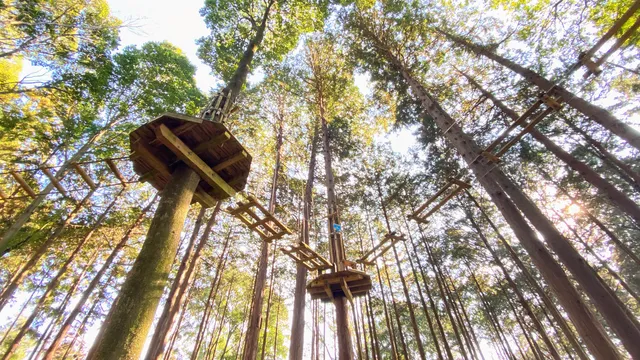 Forest Adventure Ohira