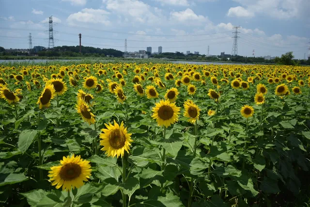 Funato no Mori forest