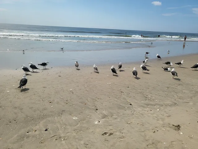 Belmar Beachfront 19th Avenue