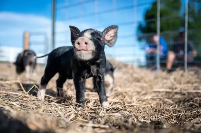 Green Meadows Petting Farm