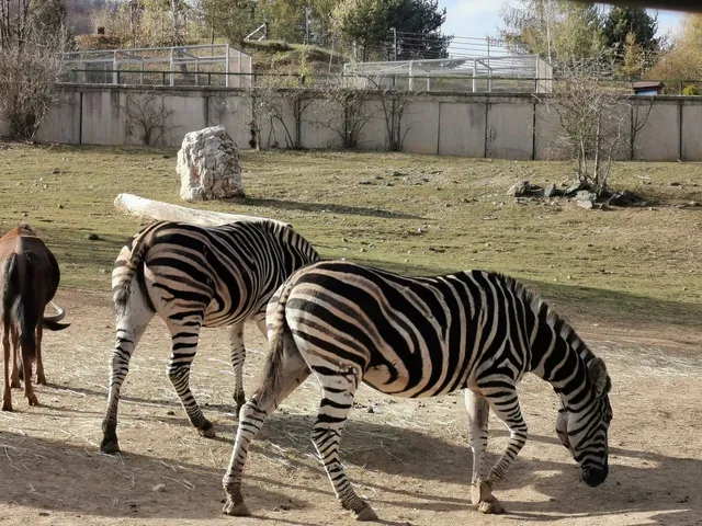 Košice Zoo
