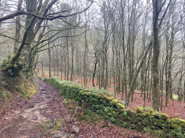 Senda del Rio Maneses