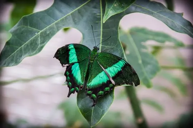 Eifalia Schmetterlingsgarten