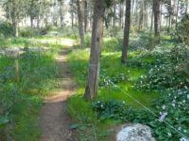 שביל הרקפות