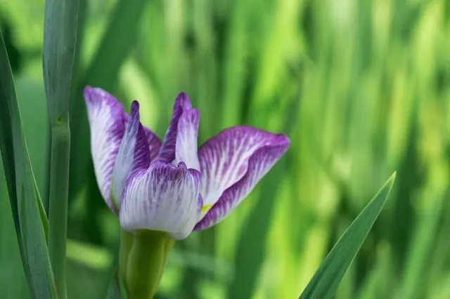 Shirasagi Forest Park