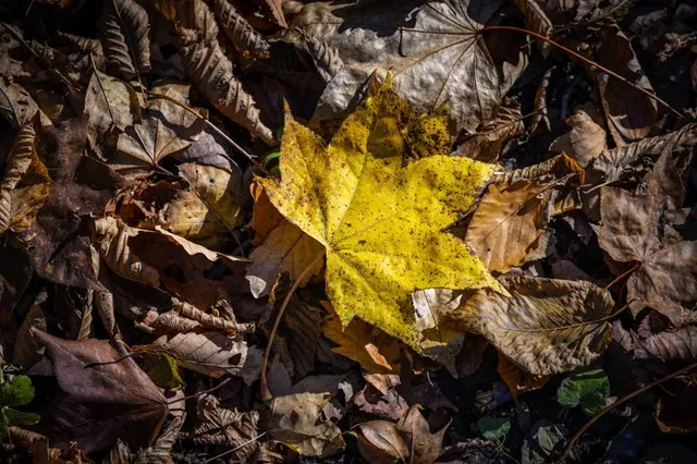 Saitama Prefectural Museum of Nature