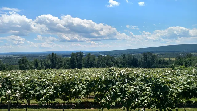 Four Friends Vineyard & Winery