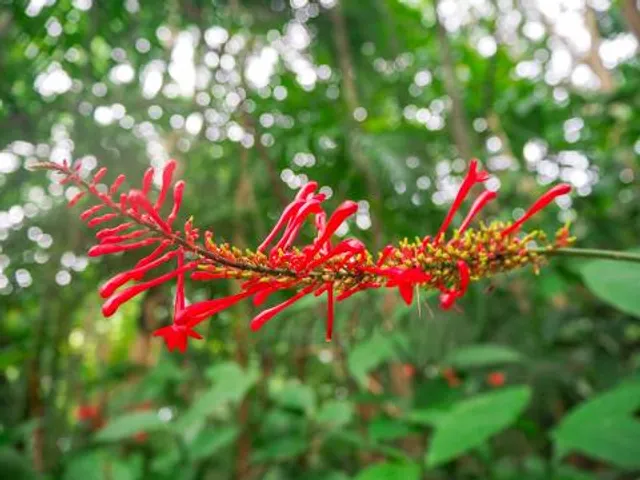 Vinales Botanical Garden