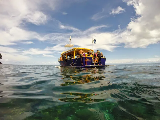 Orca Wild Adventures | Dolphin Swims