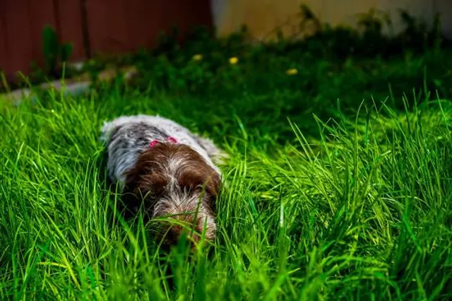 Ulvsborg Historical Workshop