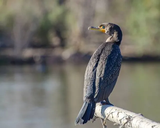 Sepulveda Basin Wildlife Reserve