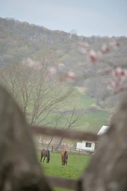 Nijukken Road Cherry Blossoms