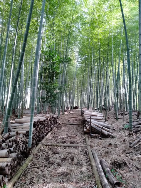 Higashiura Nature Learning Forest