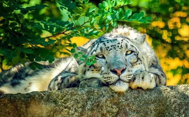 Anton Pann Memorial House