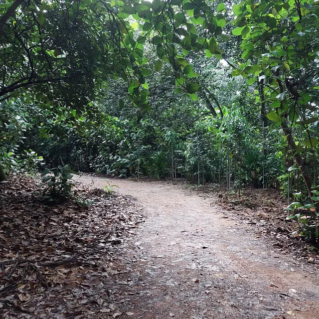 Central Catchment Park Connector