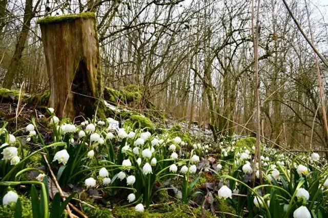 Märzenbecherwald bei Ettenstadt