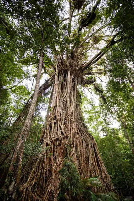 Danbulla National Park and State Forest