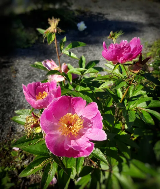 Fredericton Botanic Garden