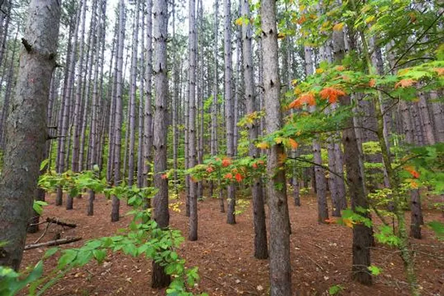 Chippewa National Forest