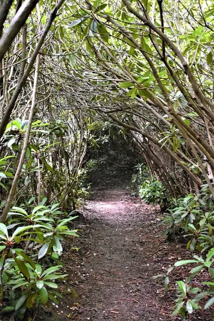 Rhododendron State Park