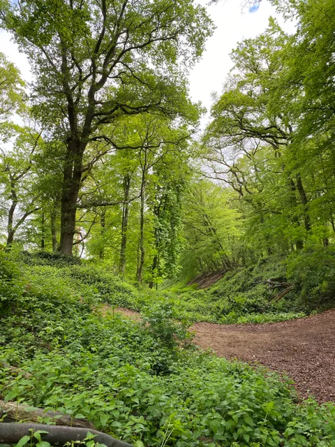 Reuschenberger Busch