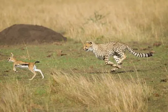 Cheetah Chase