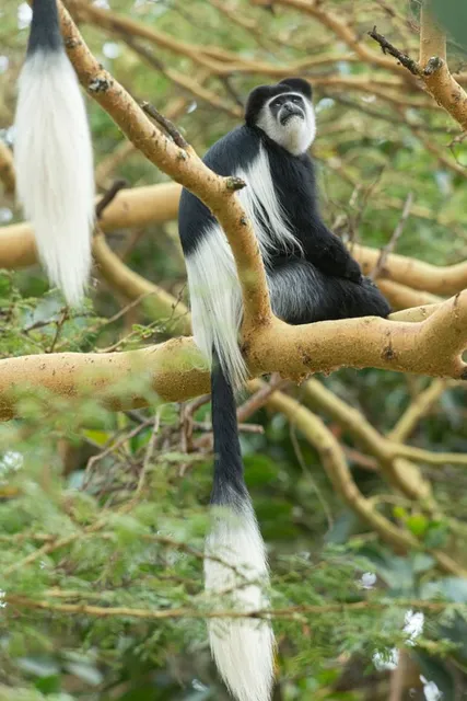RSPB Sherwood Forest and Budby South Forest