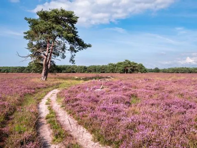 Goois Natuurreservaat Westerheide