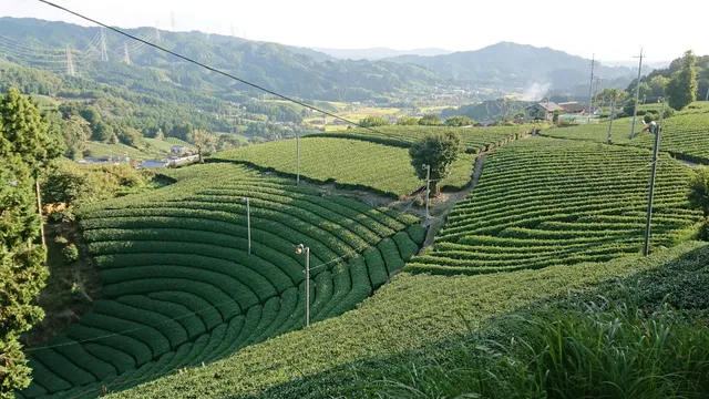 Harayama Enkei Chabatake