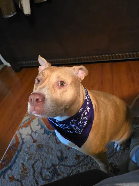 South Mesquite Veterinary Hospital