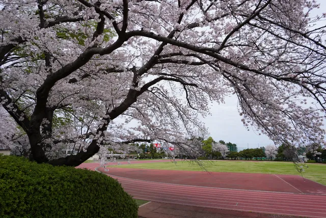Chiba Central Sports Center Soccer & Rugby Field