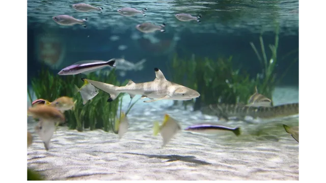 SEA LIFE Oberhausen