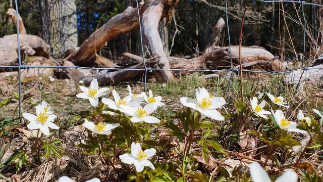 Kronskogen-Stenby äng