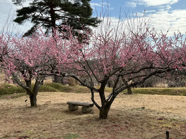 Meiyuan Forest Park (flowers and trees Gardens)